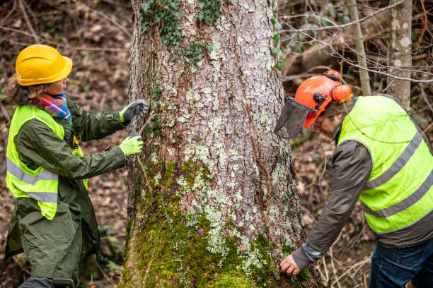 Auxvasse, MO Tree Care Company