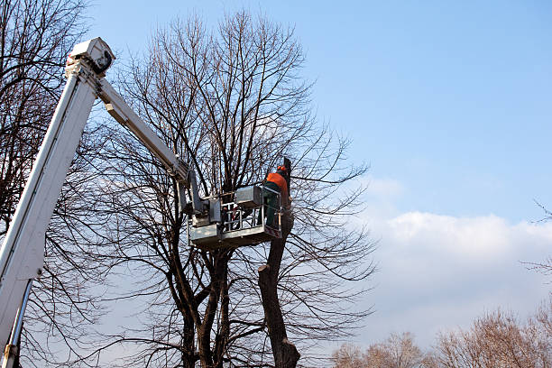 How Our Tree Care Process Works  in  Auxvasse, MO